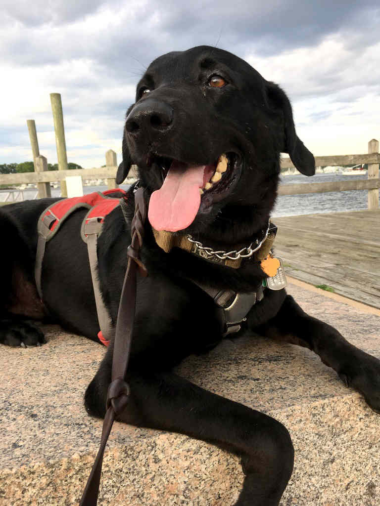 Ace, Pete Hvisdak's dog, staying obediently after being trained by Lars K9 Excellence